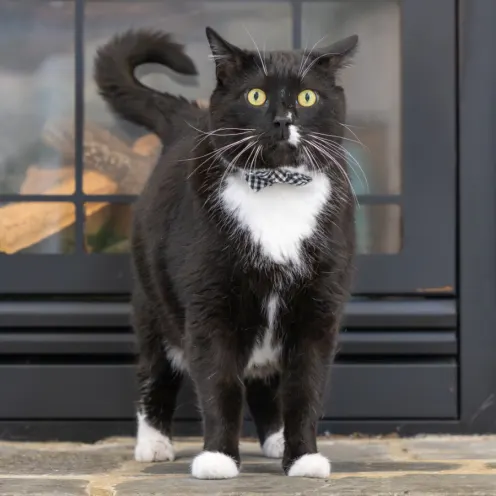 Black and white cat wearing a bow tie